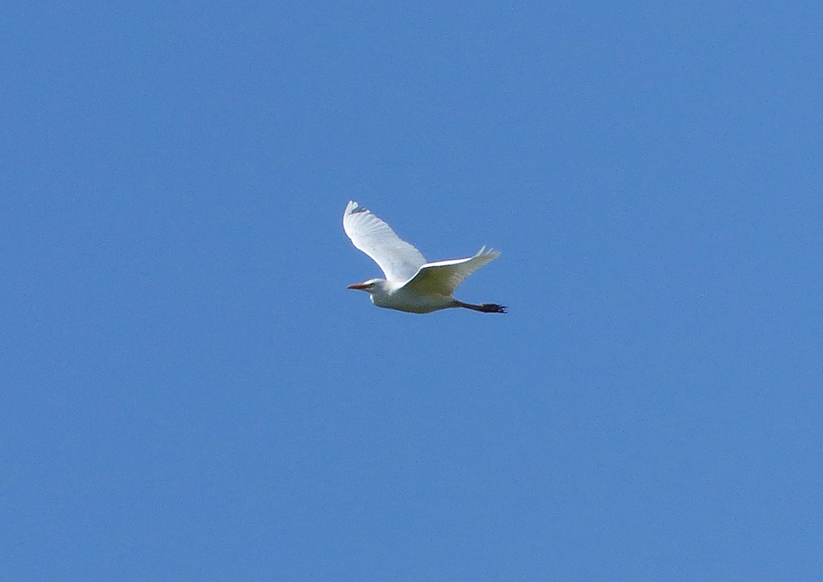 Western Cattle Egret - ML620187445