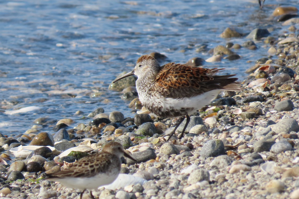 Dunlin - ML620187447