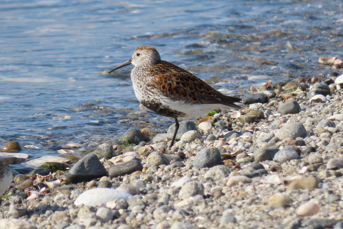 Dunlin - Lea Shaw