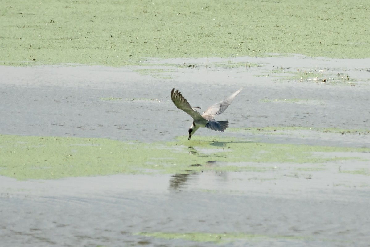 Black Tern - ML620187450