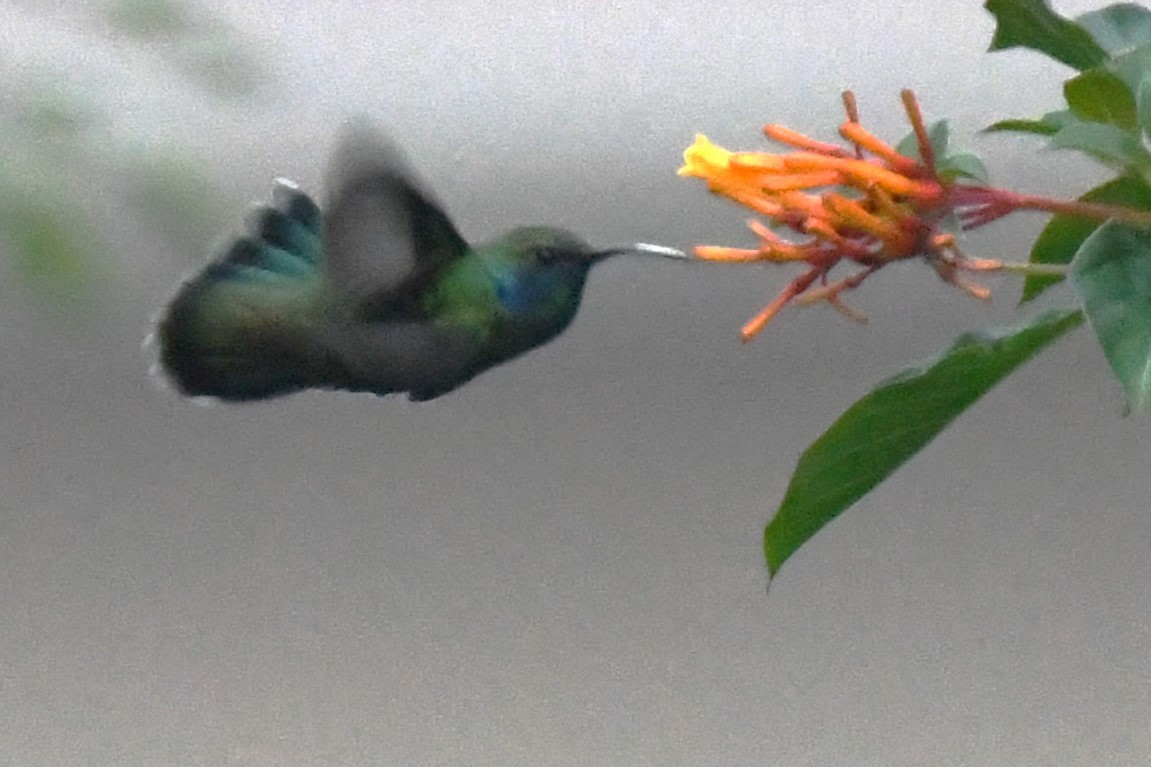 kolibřík zelený - ML620187457