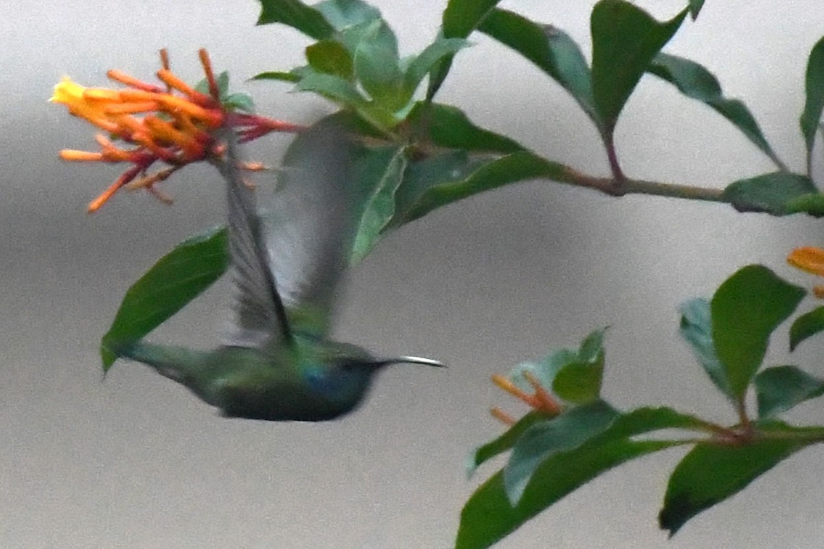 Colibrí Oreja Violeta Mexicano - ML620187458