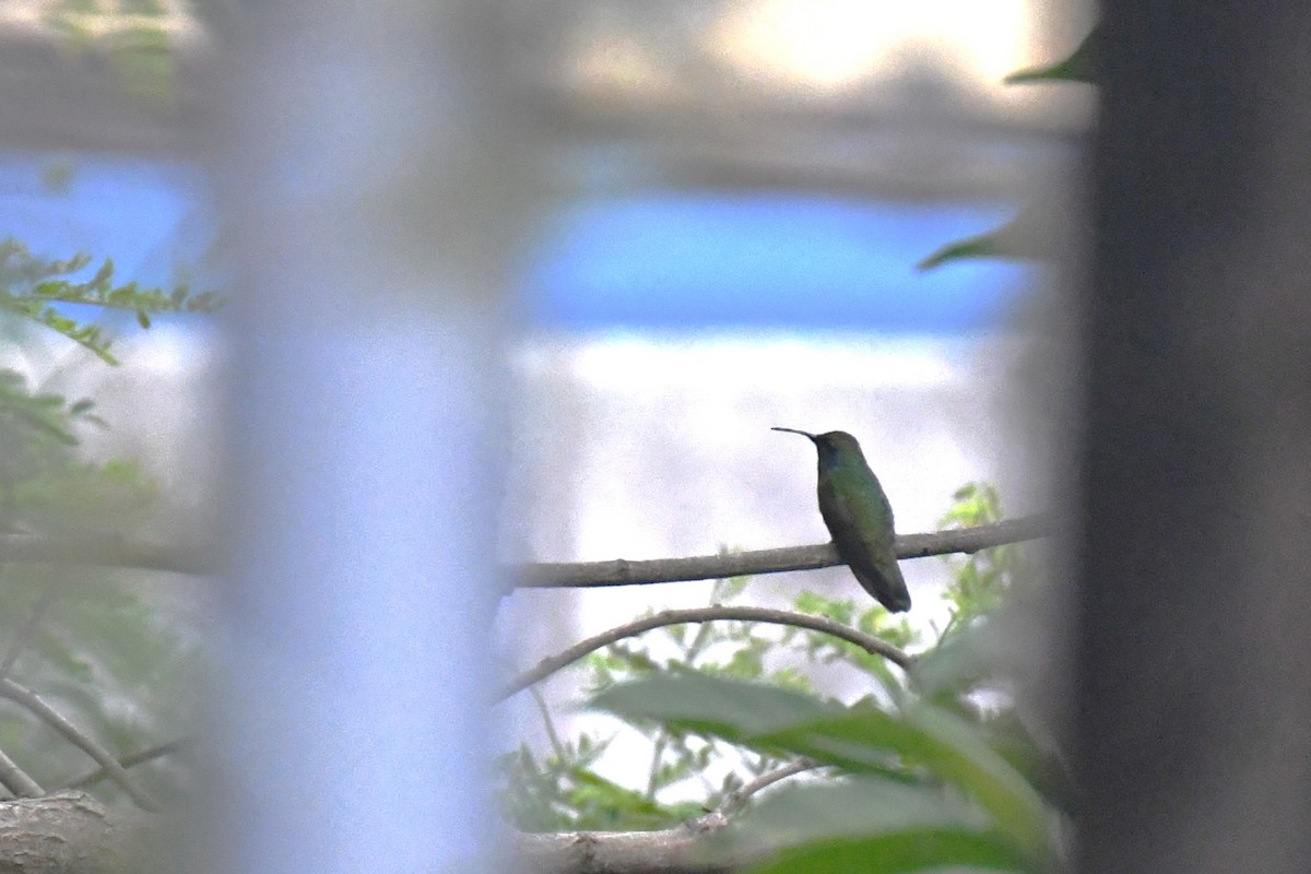 kolibřík zelený - ML620187459