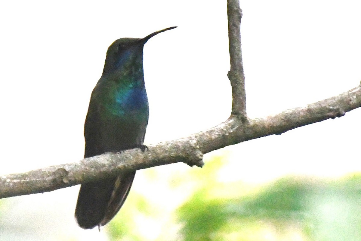 Mexiko-Veilchenohrkolibri - ML620187460