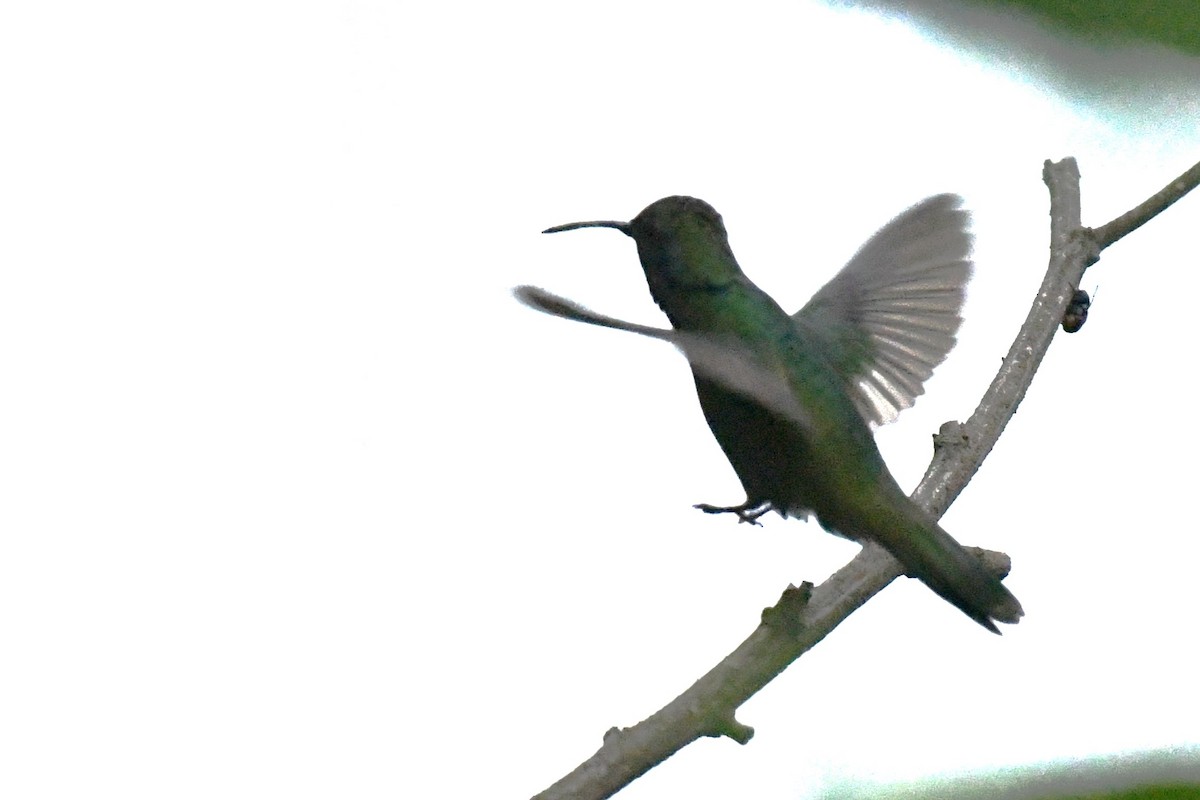 kolibřík zelený - ML620187461
