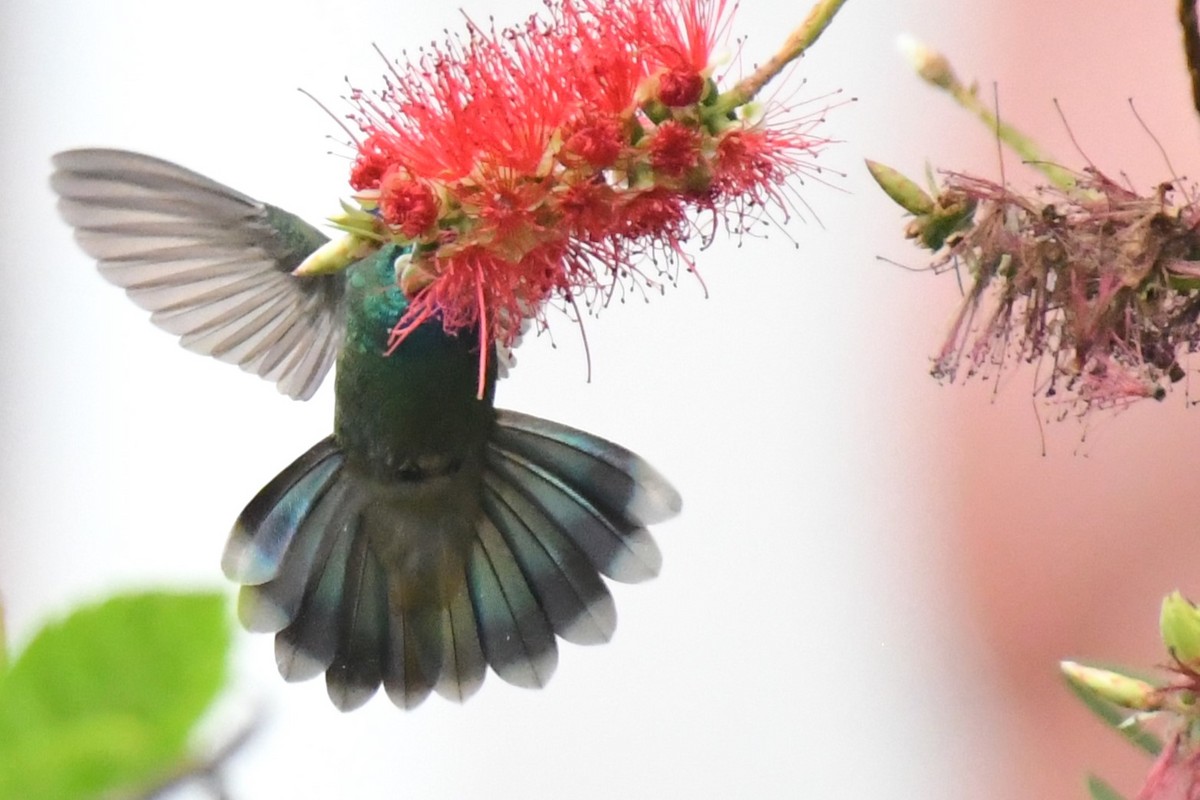 kolibřík zelený - ML620187464