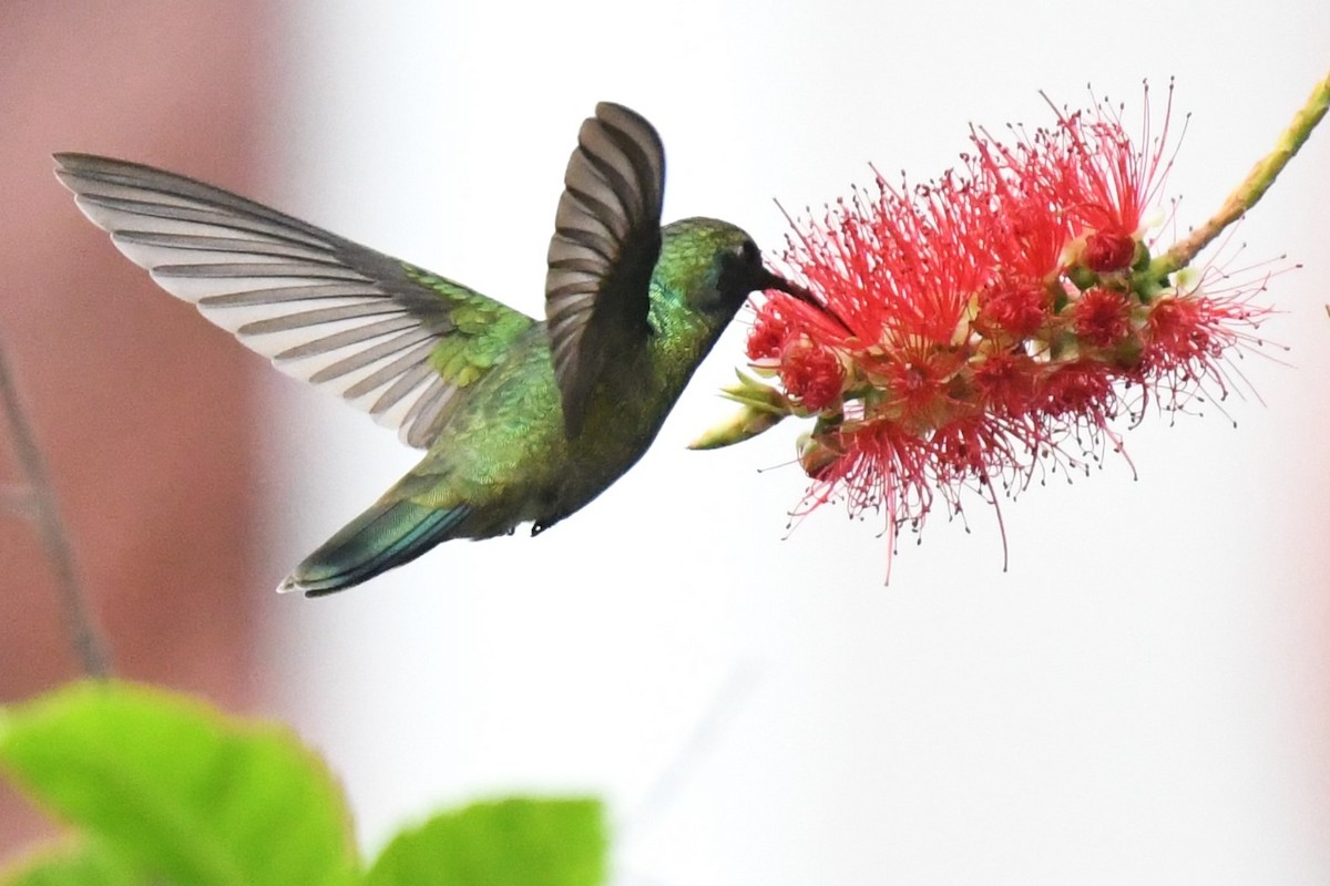 Mexiko-Veilchenohrkolibri - ML620187465