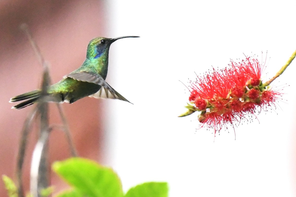 Mexiko-Veilchenohrkolibri - ML620187466