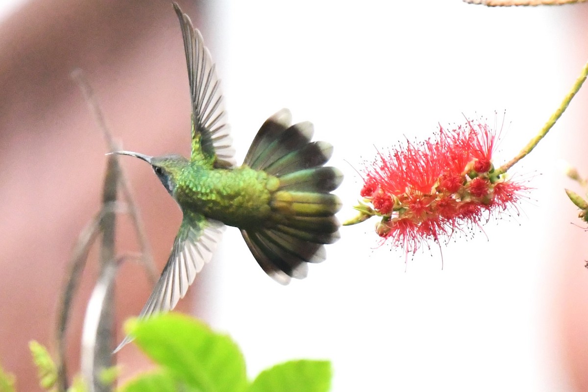 kolibřík zelený - ML620187467
