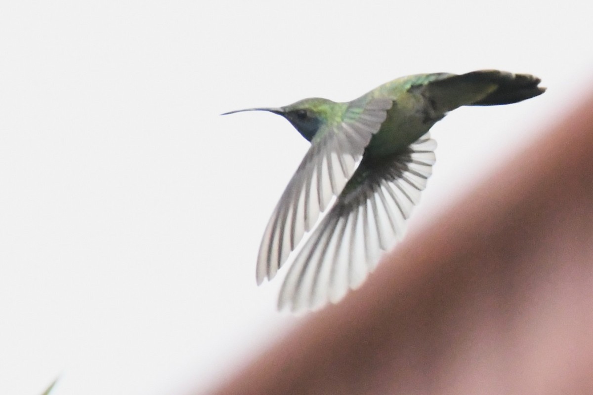 kolibřík zelený - ML620187468