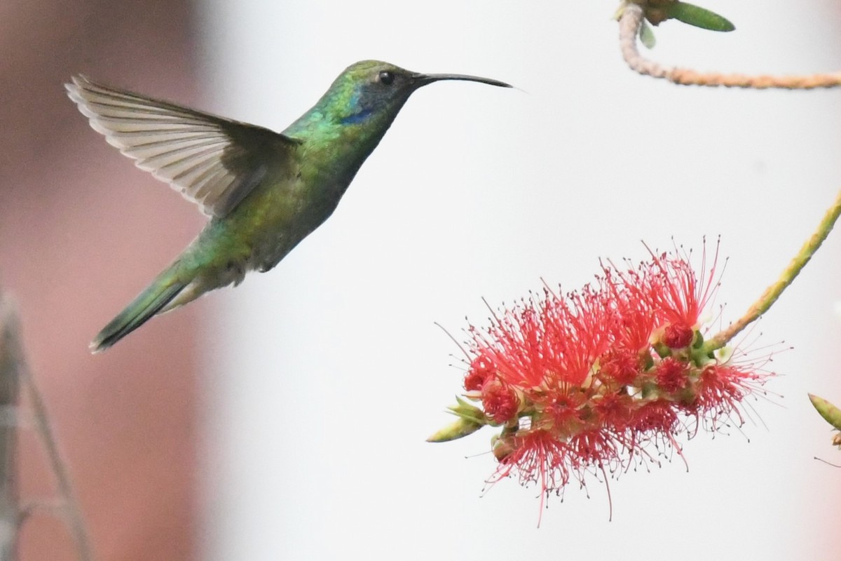 Colibrí Oreja Violeta Mexicano - ML620187470