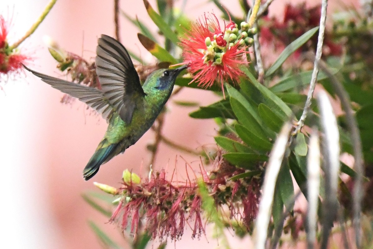 kolibřík zelený - ML620187472