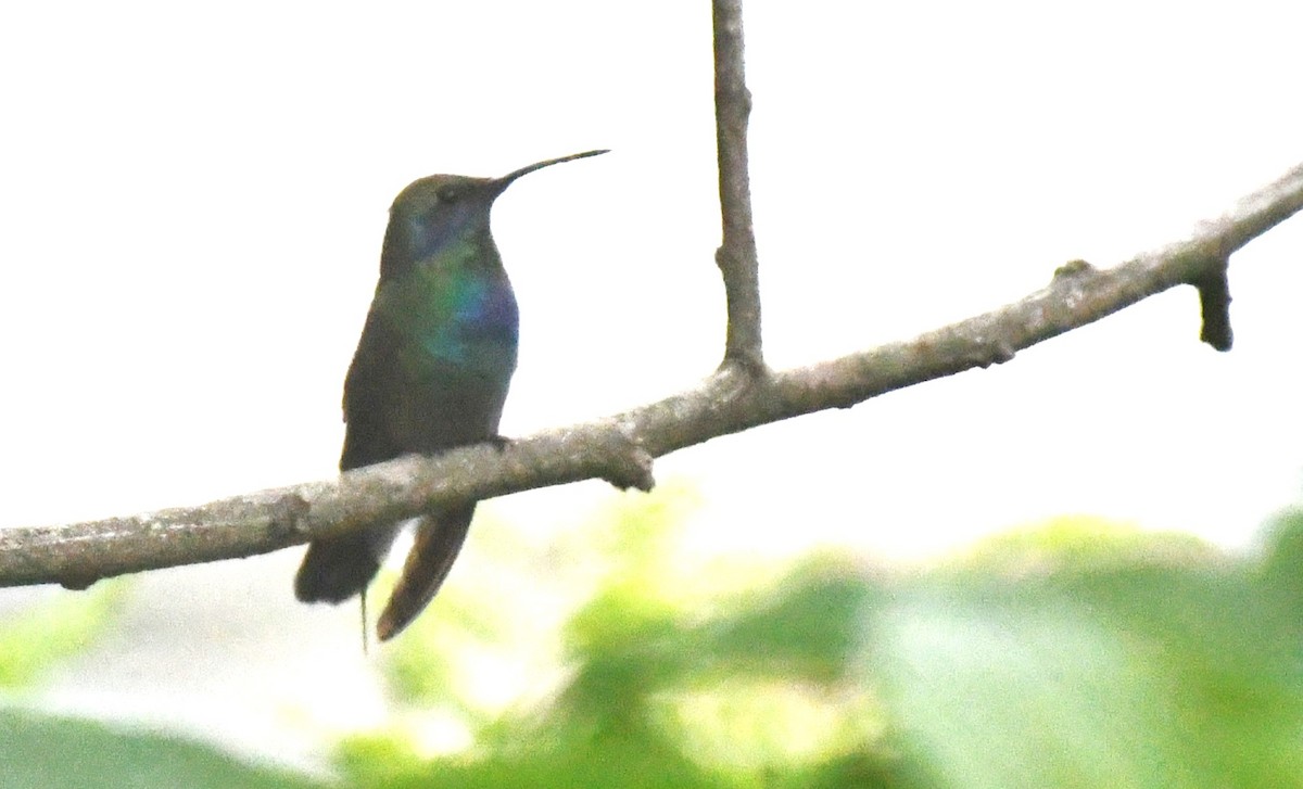 Colibrí Oreja Violeta Mexicano - ML620187473