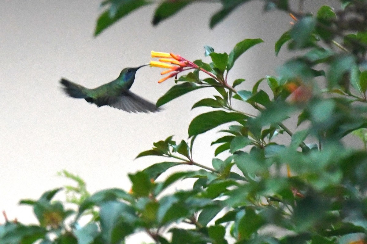 kolibřík zelený - ML620187475