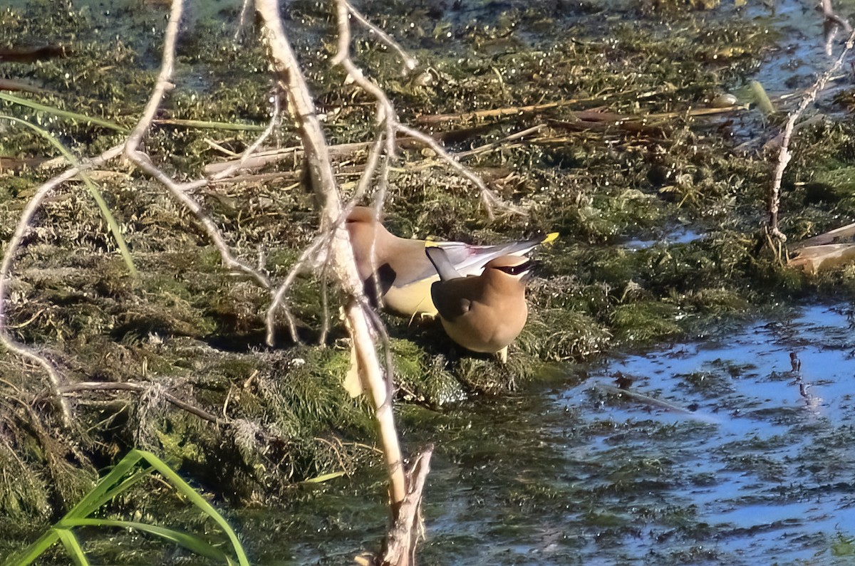 Cedar Waxwing - ML620187476