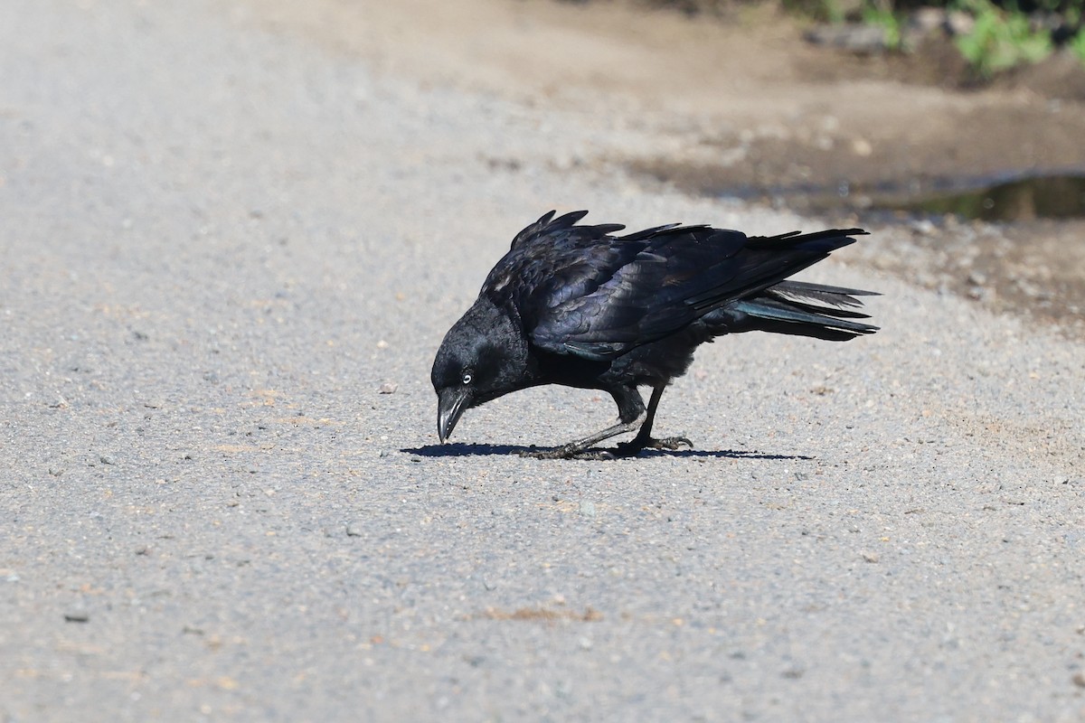 Torresian Crow - ML620187478