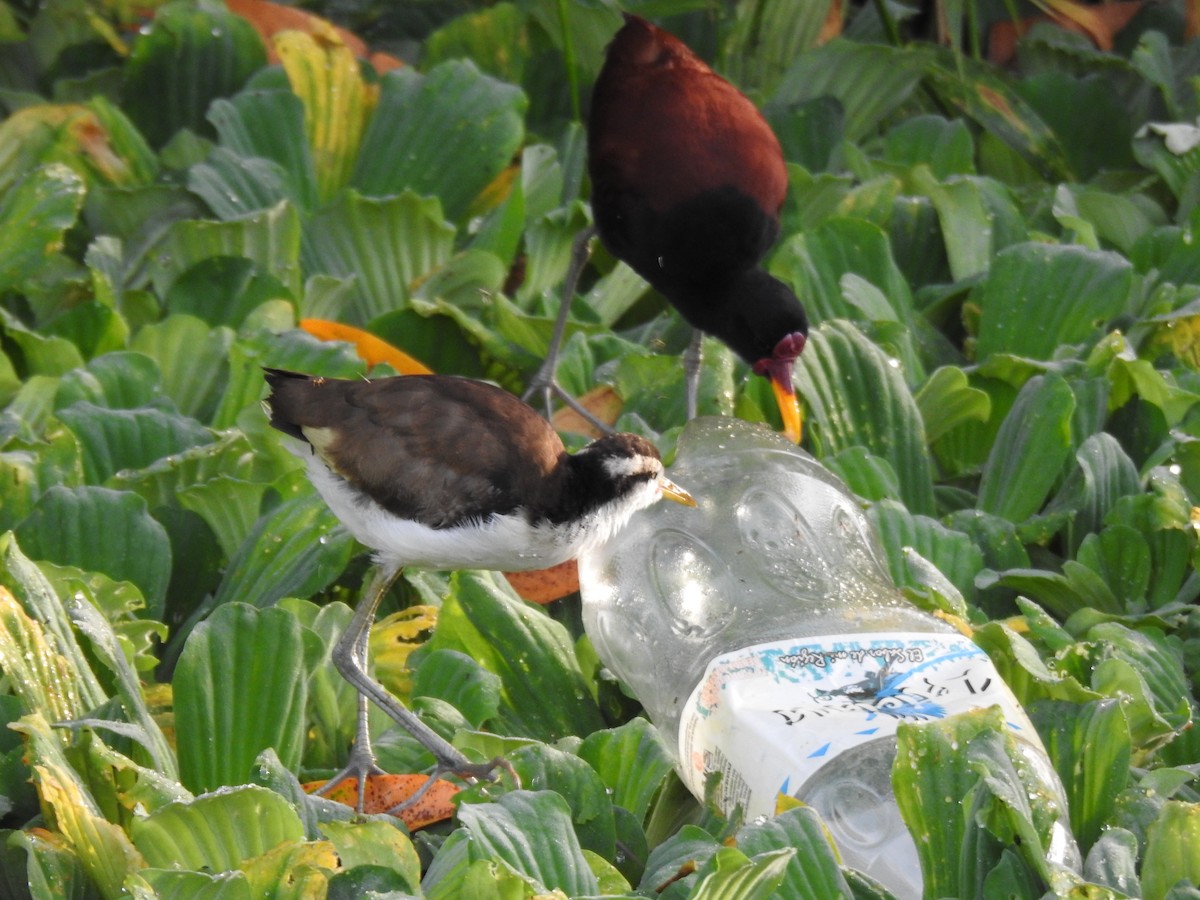 Wattled Jacana - ML620187479