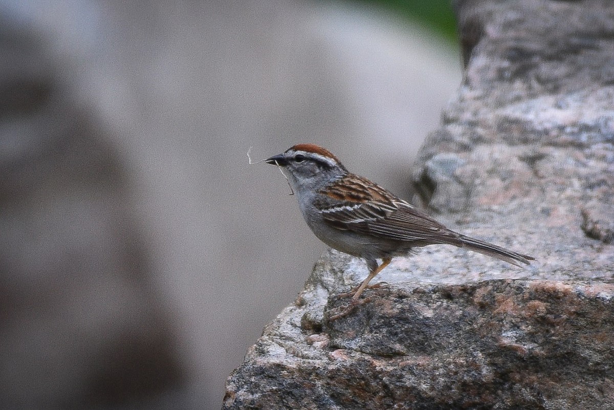 Chipping Sparrow - ML620187481