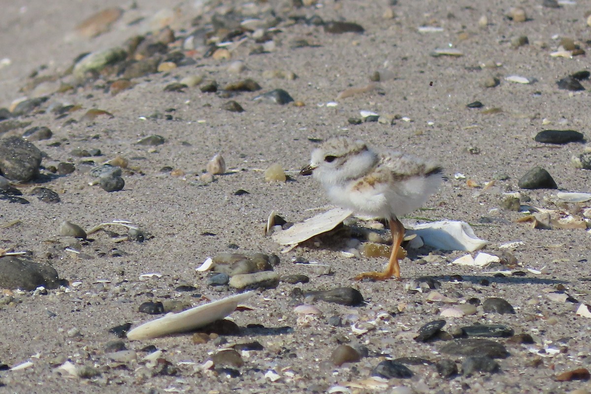 Piping Plover - ML620187482