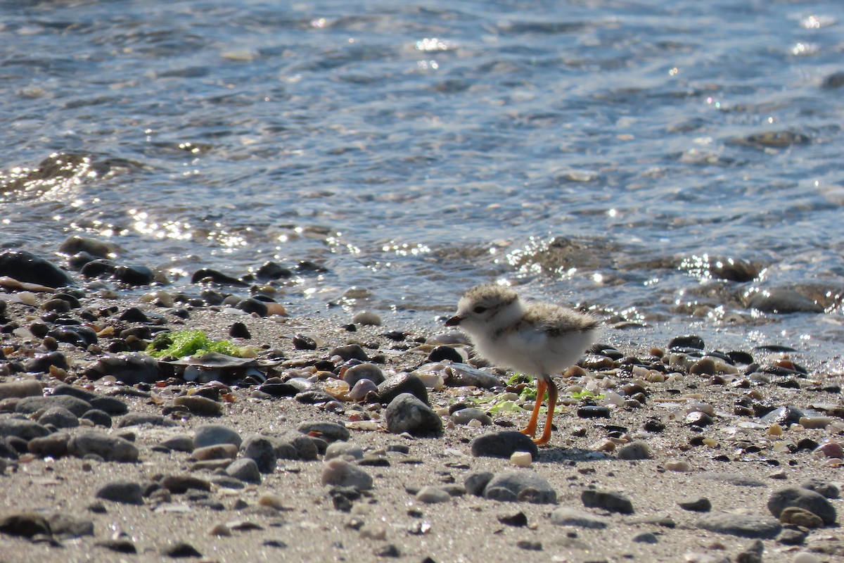 Piping Plover - ML620187483