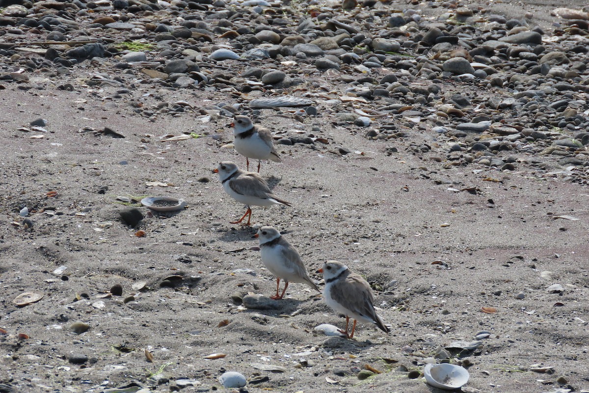 Piping Plover - ML620187484