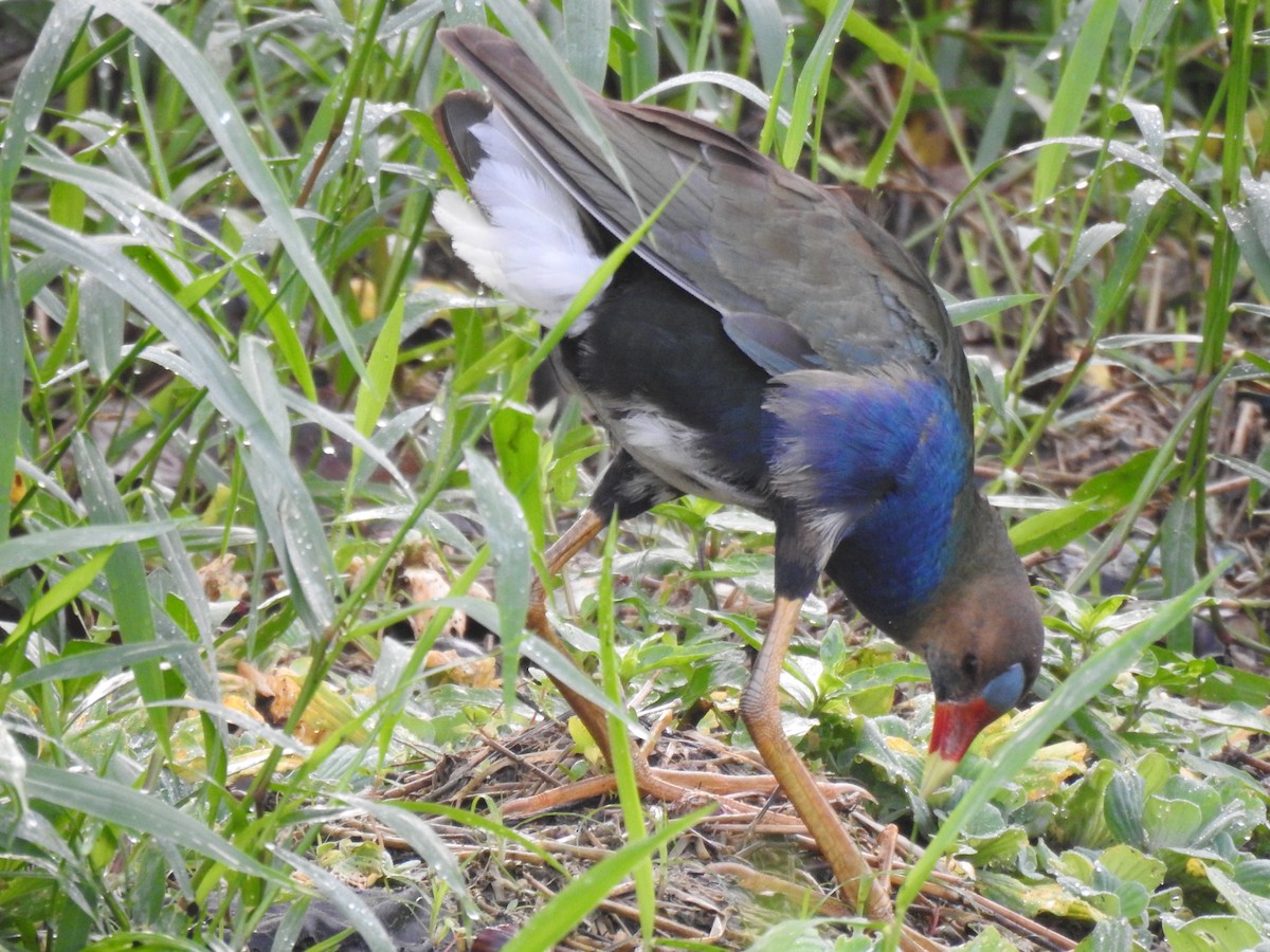 Purple Gallinule - ML620187485