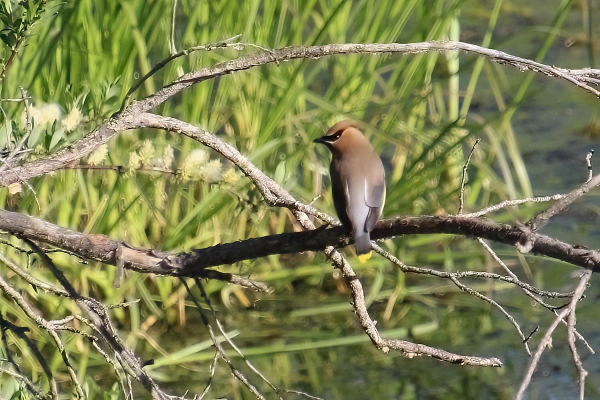 Zedernseidenschwanz - ML620187493