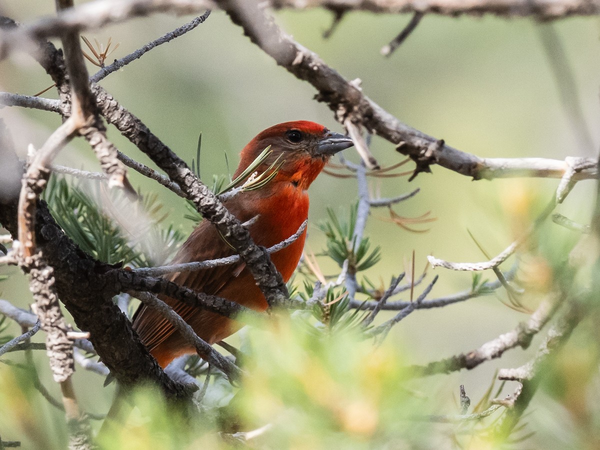 Hepatic Tanager - ML620187495