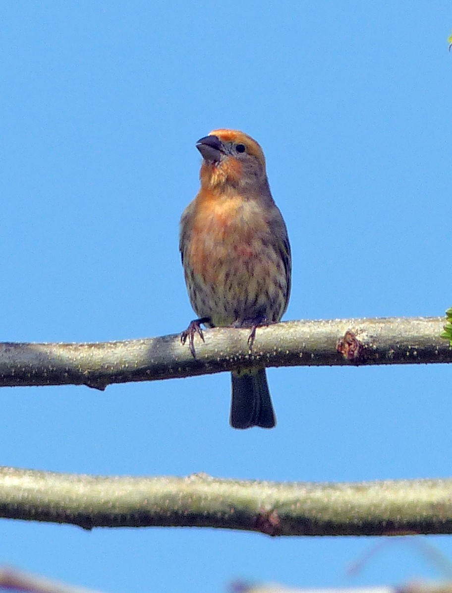 House Finch - Mark Nikas