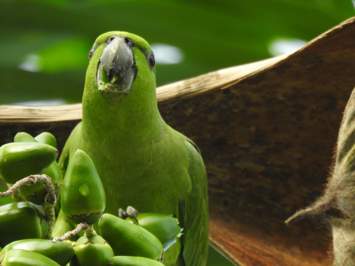 Short-tailed Parrot - ML620187498