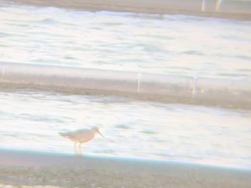 Wandering Tattler - ML620187506