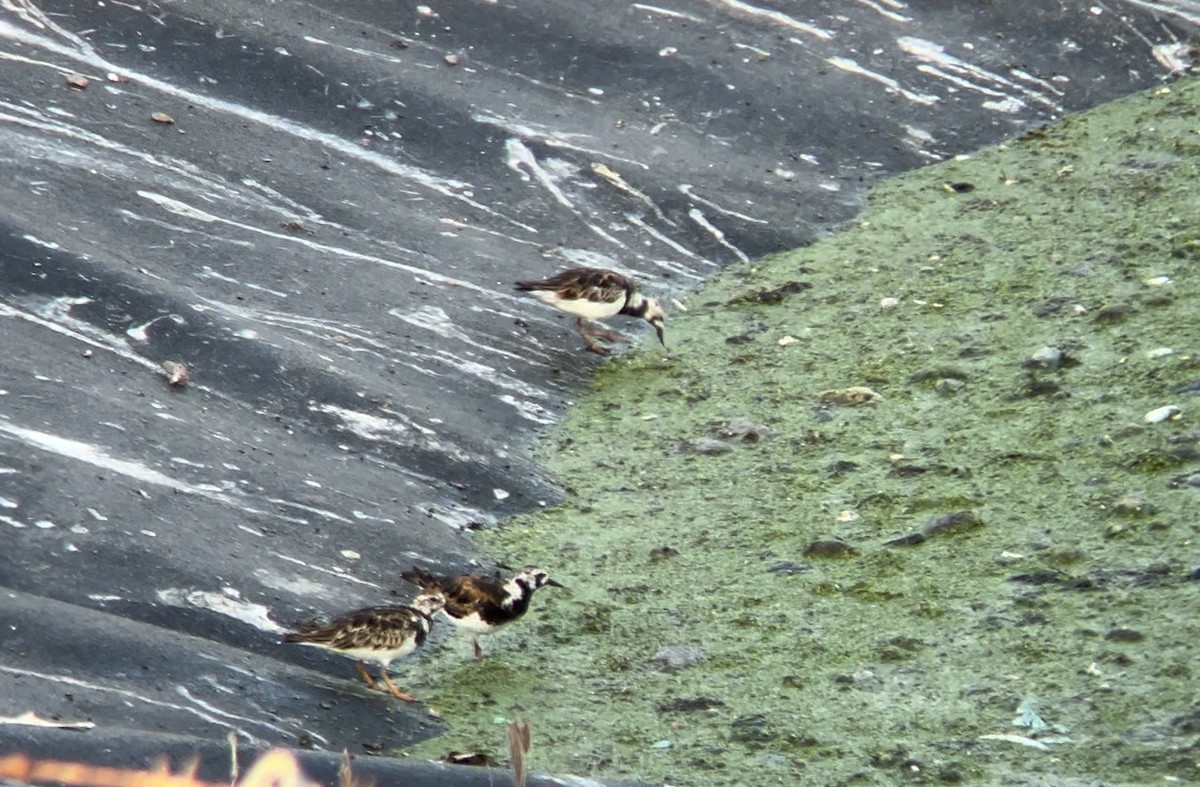 Ruddy Turnstone - ML620187508