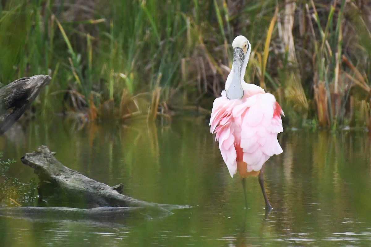 Roseate Spoonbill - ML620187523