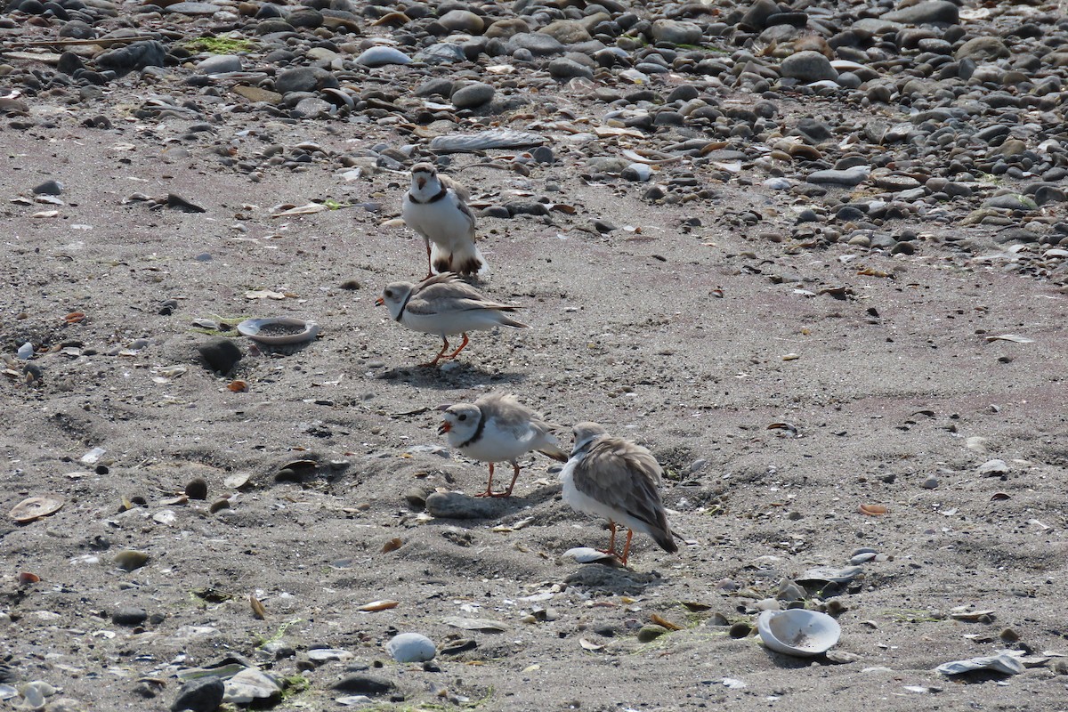Piping Plover - ML620187531