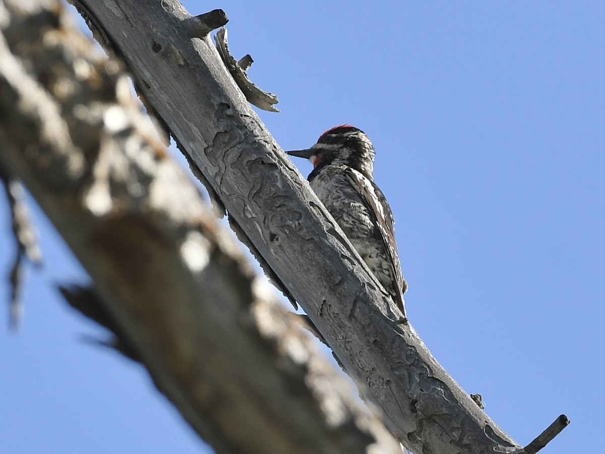 Red-naped Sapsucker - ML620187540