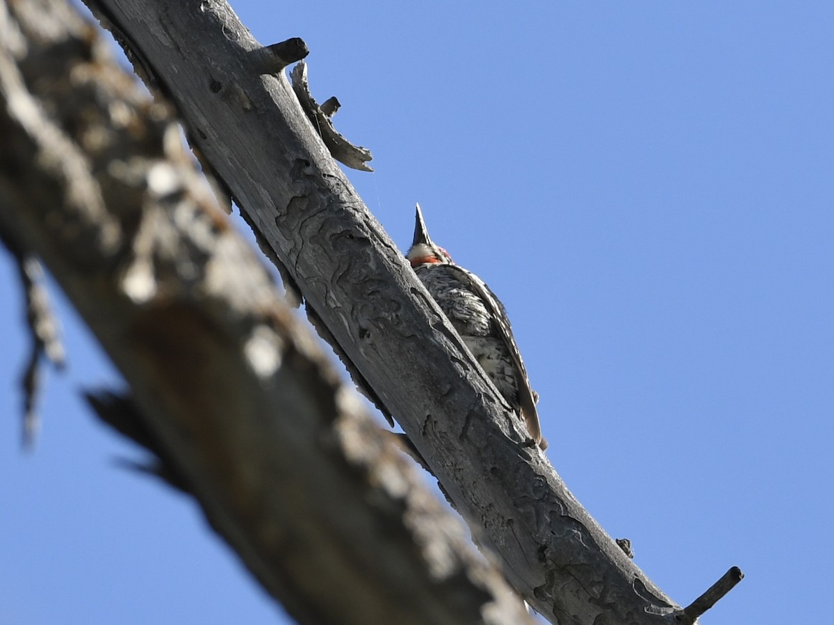 Red-naped Sapsucker - Kent Kleman