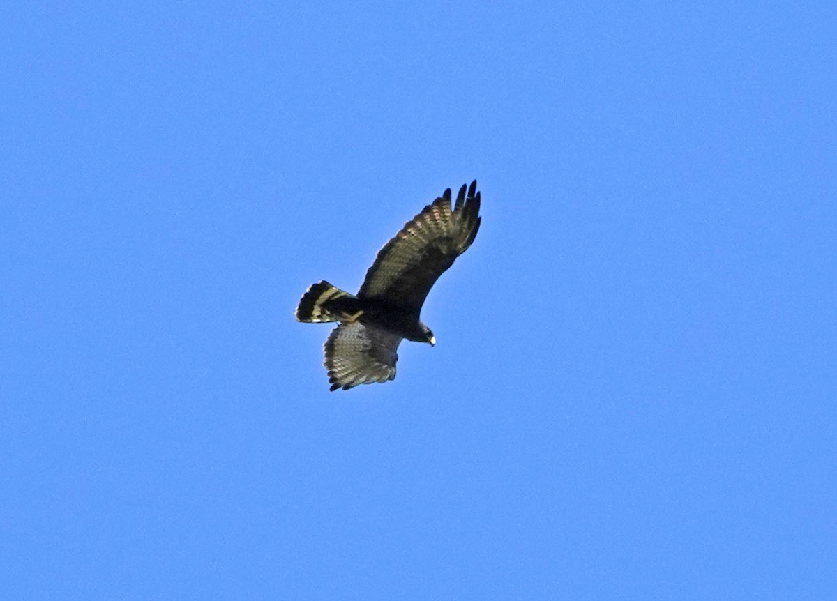 Zone-tailed Hawk - ML620187542