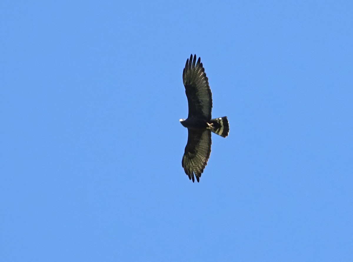 Zone-tailed Hawk - ML620187543