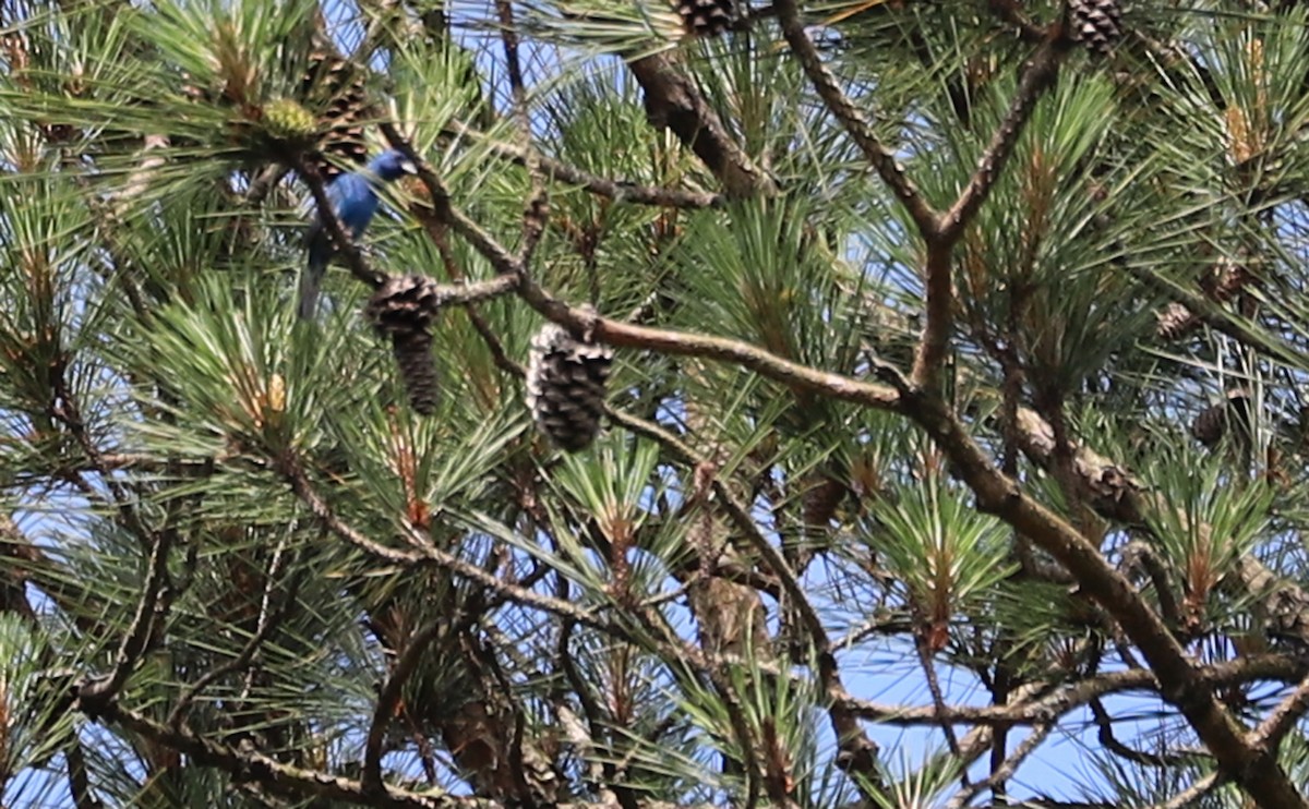 Indigo Bunting - ML620187547