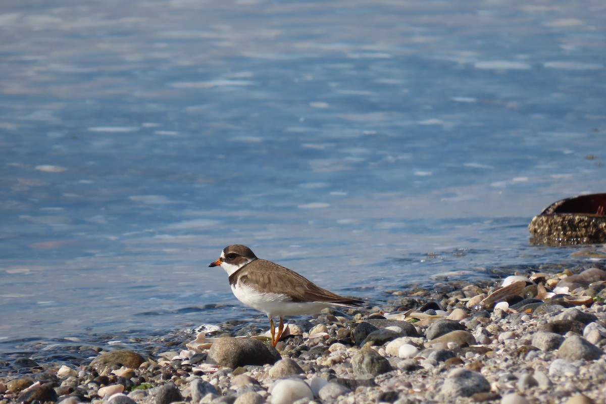 Semipalmated Plover - ML620187548