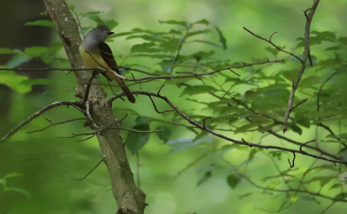 Great Crested Flycatcher - ML620187559