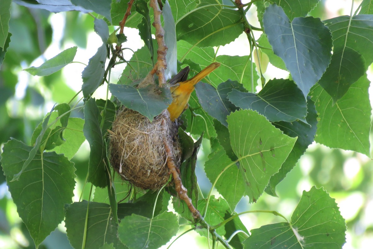 Baltimore Oriole - ML620187562