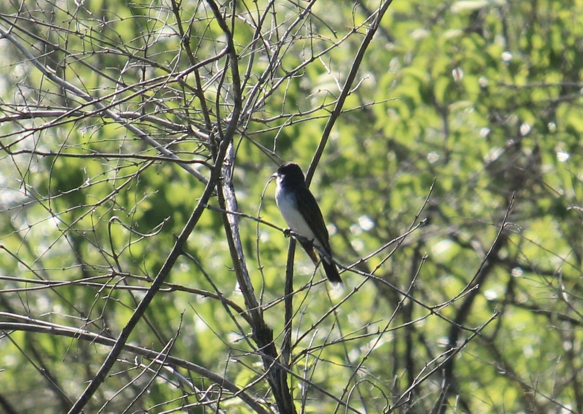 Eastern Kingbird - ML620187566