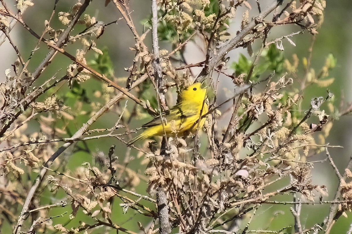 Yellow Warbler - ML620187573