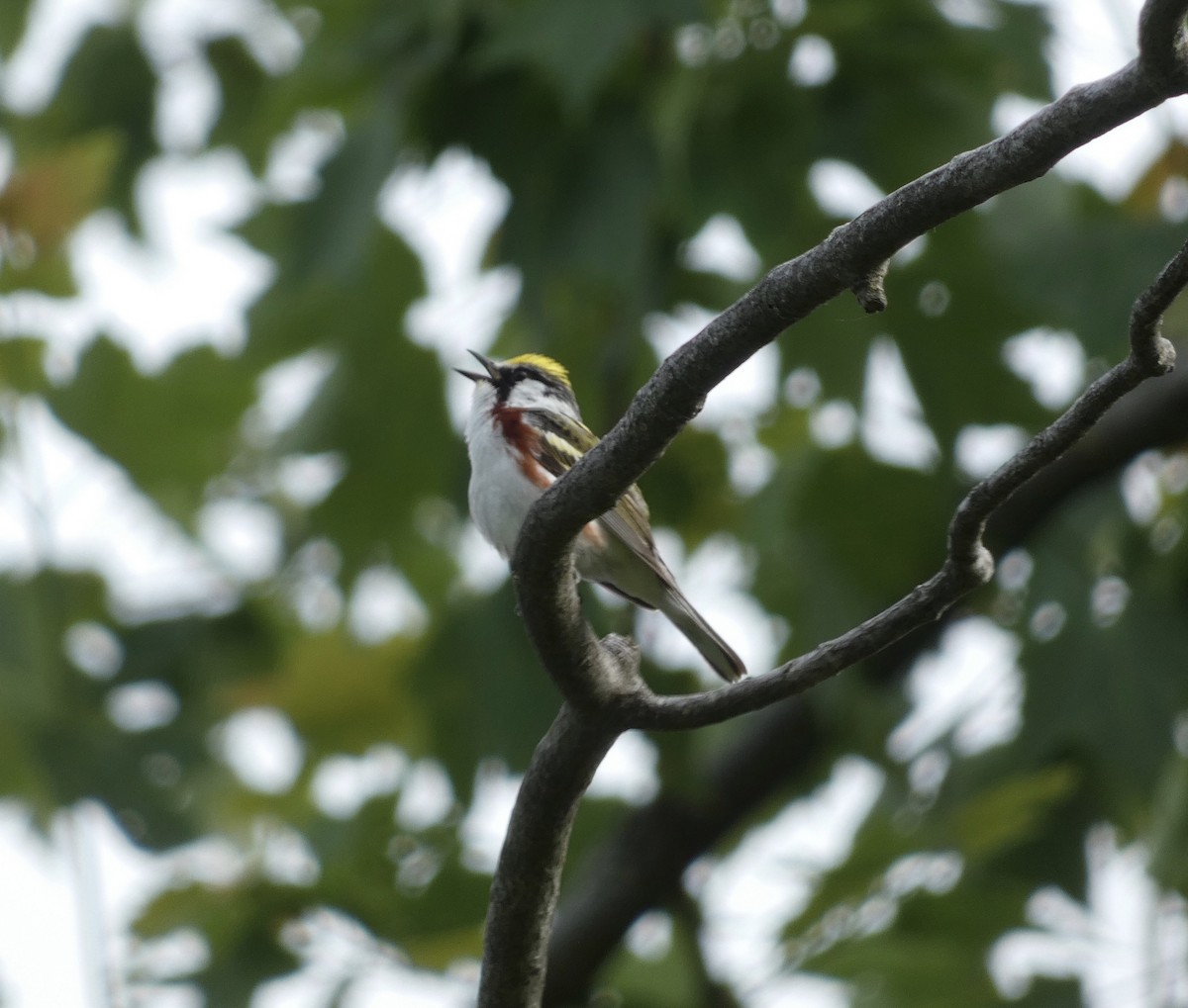 Chestnut-sided Warbler - ML620187577