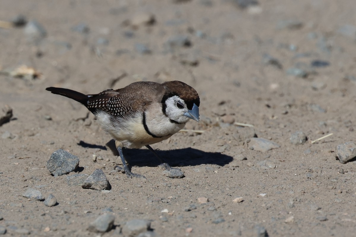 Double-barred Finch - ML620187588