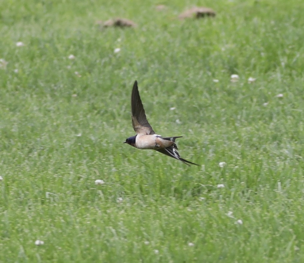 Hirondelle rustique - ML620187589