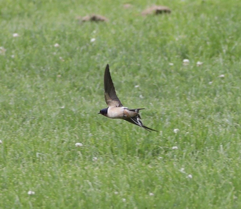 Barn Swallow - ML620187589