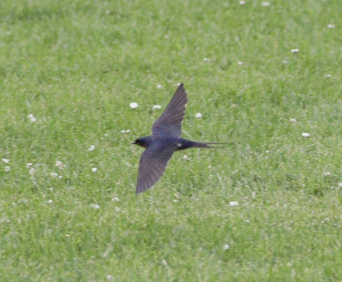 Hirondelle rustique - ML620187590