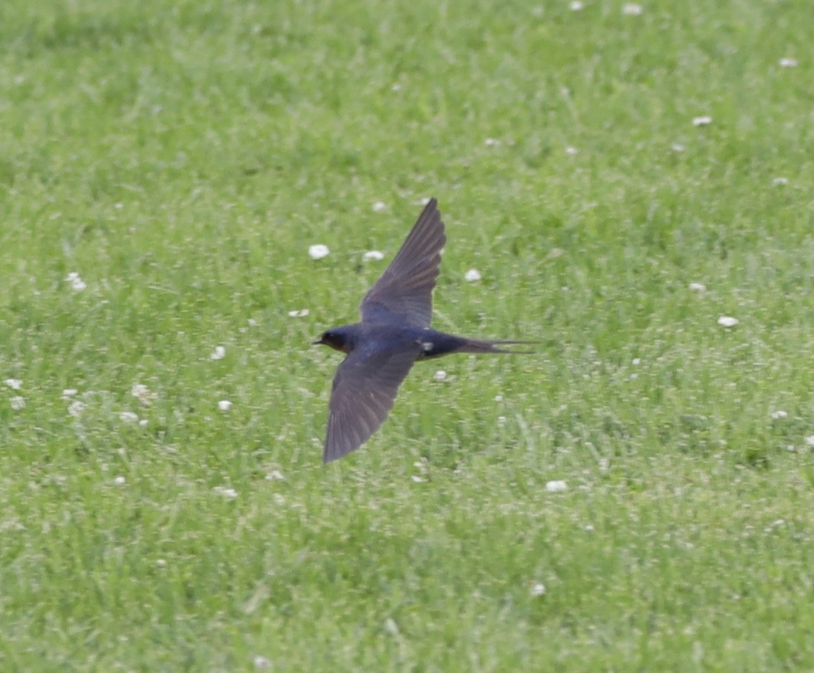 Barn Swallow - ML620187590